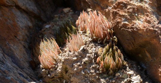 S2789 - Haworthia helmiae - outeniquensis Bayer - heroldia Breuer