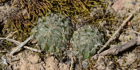 S2790 - Haworthia arachnoidea ssp