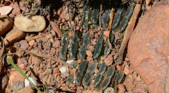 S2790 - Haworthia arachnoidea ssp