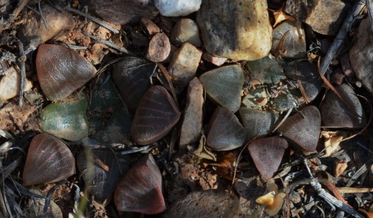S2792 - Haworthia bayerii