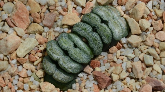S2793 Haworthia truncata cv