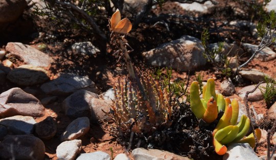 GS2804 - Aloe longistyla Glottiphyllum regiumlottiphyllum 