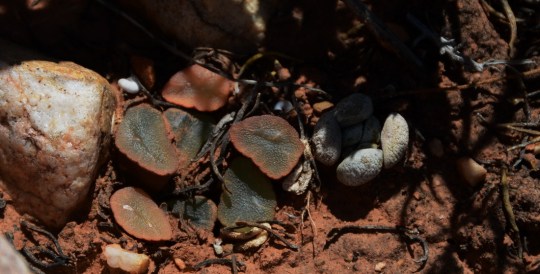 S2804 - Haworthia truncata fa and Crassula tecta