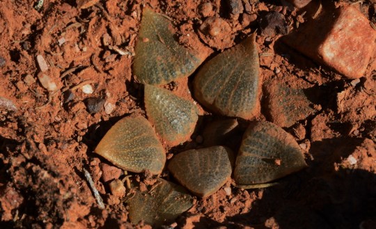 S2806 - Haworthia emelyae sensu Bayer Haworthia picta sensu Breuer