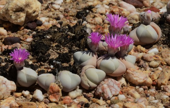 S2816 -Gibbaeum album