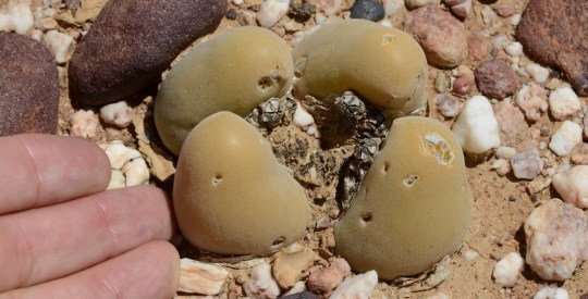 S2816 - Muiria hortenseae