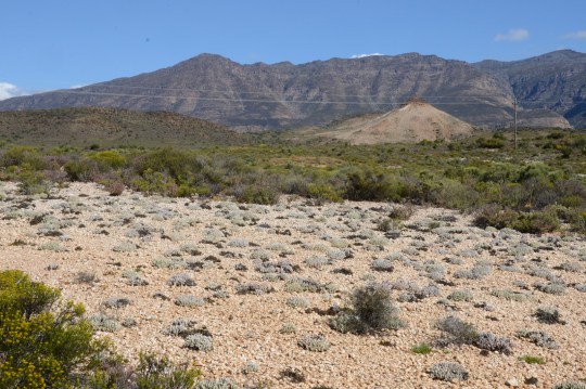 S2818 - Gibbaeum pubescens