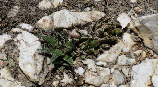 S2826 - Haworthia maraisii