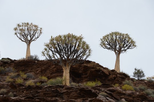s2582 Aaloe dichotoma in the Kokerboom forest