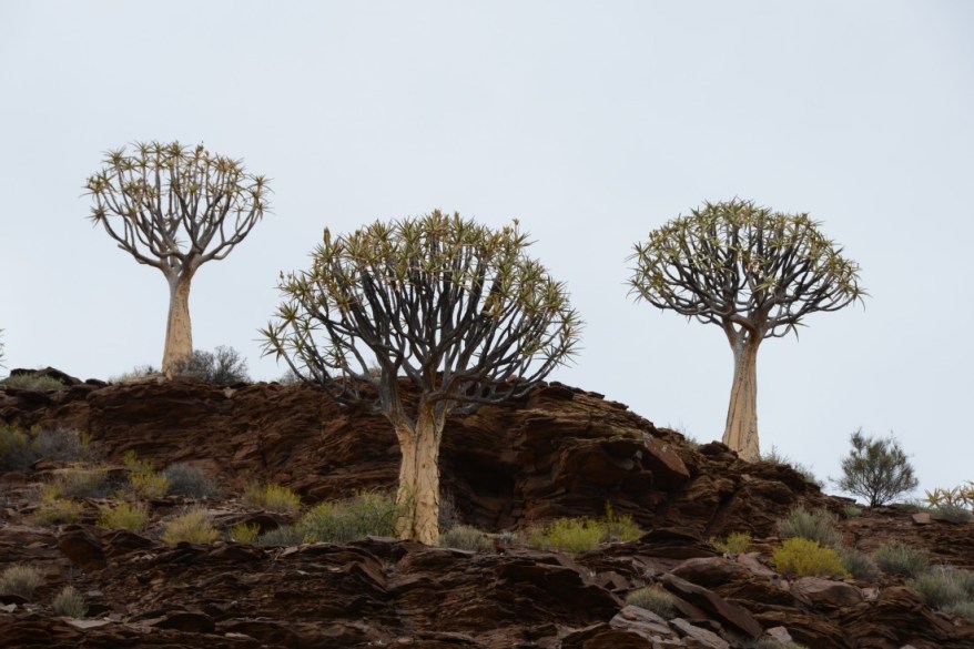 s2582 Aaloe dichotoma in the Kokerboom forest