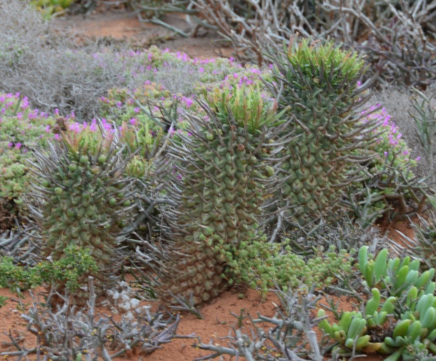 S2584 Euphorbia schoenlandii