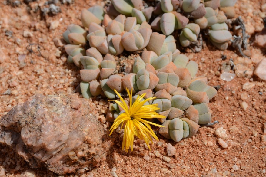 S2593 - Argyroderma sp