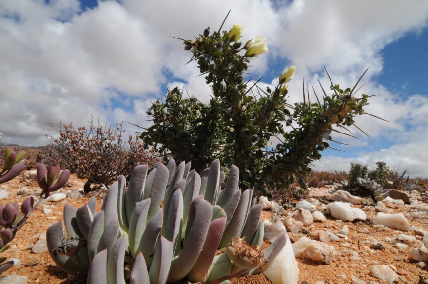 S2593 - Cheiridopsis sp and Sarcocaulon sp