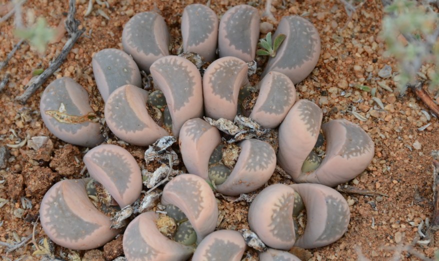 S2593 - Lithops marmorata