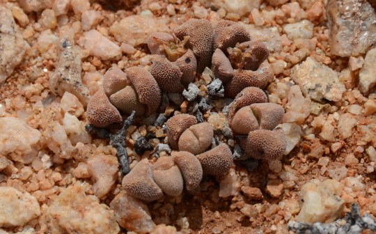 S2593 - Stomatium  suaveolens