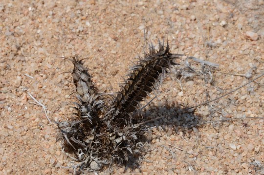 S2619 - Acanthopsis sp