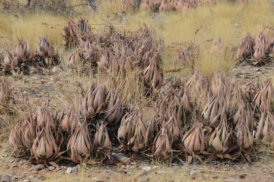 S2627 Aloe hereroensis