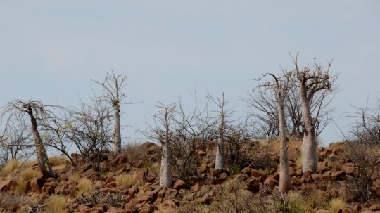 S2631 - Pachypodium lealii ssp lealii 3