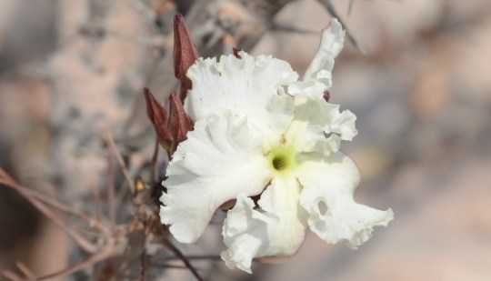 S2631 - Pachypodium lealii ssp lealii 