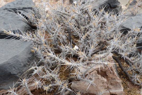 S2636 - Sarcocaulon sp