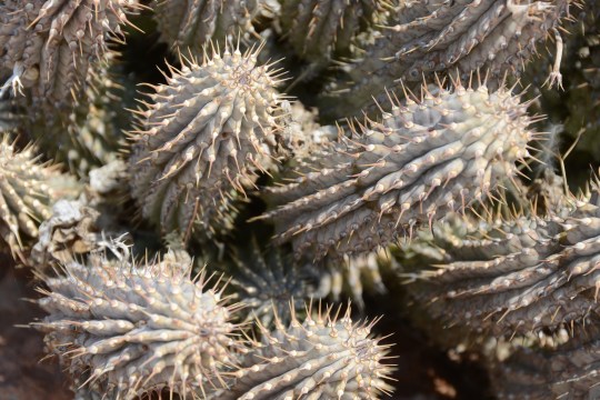 S2637 - Hoodia sp