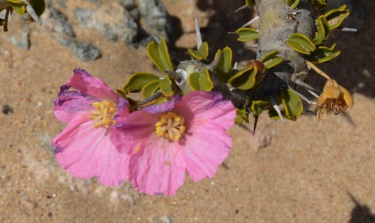 S2640 Sarcocaulon sp