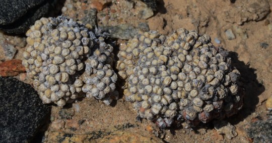 S2641 - Conophytum sp