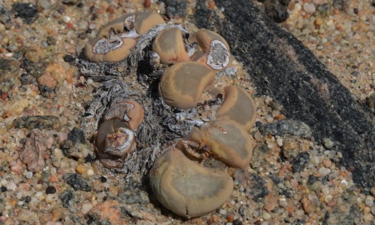 S2641 - Litops optica