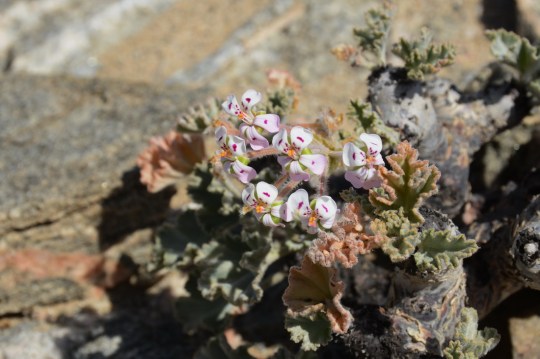 S2643 Geraniaceae sp