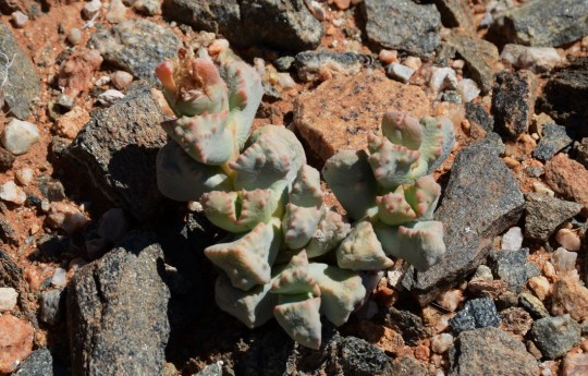 S2644 - Juttadinteria simpsonii