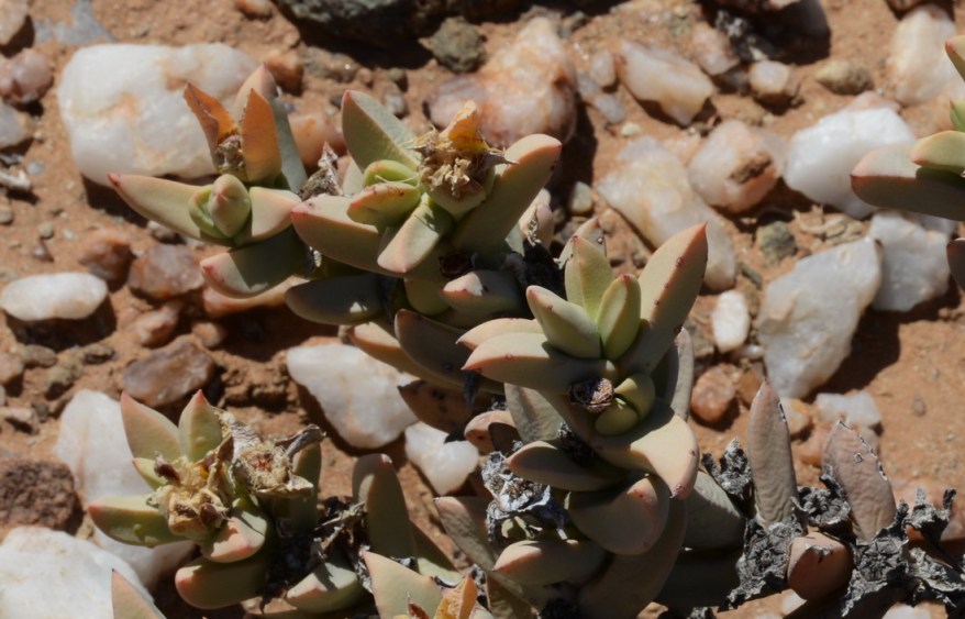 S2653 - Cheiridopsis