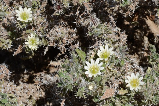 S2654 - Codon royenii