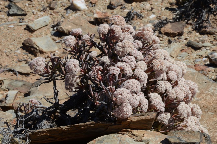 S2655 Crassula macowaniana