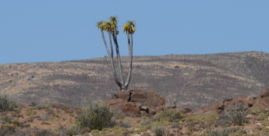 S2656 - Aloe pillansii