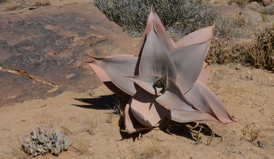 S2656 - Aloe striata ssp karasbergensis