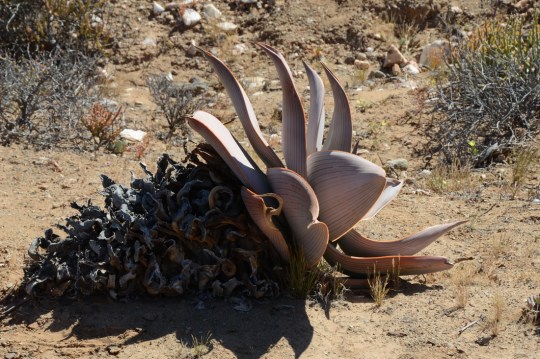 S2656 - Aloe striata ssp karasbergensis