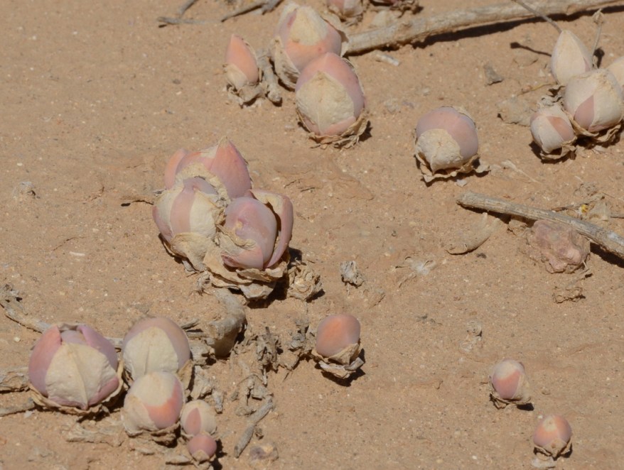 S2656 - Prenia sladeniana