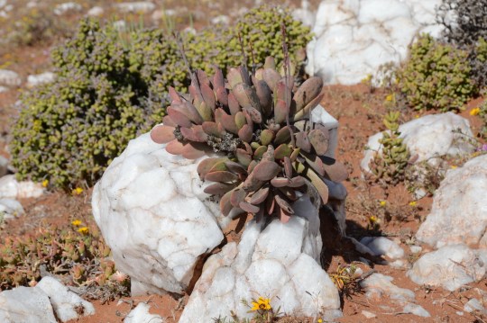 S2683 - Adromischus