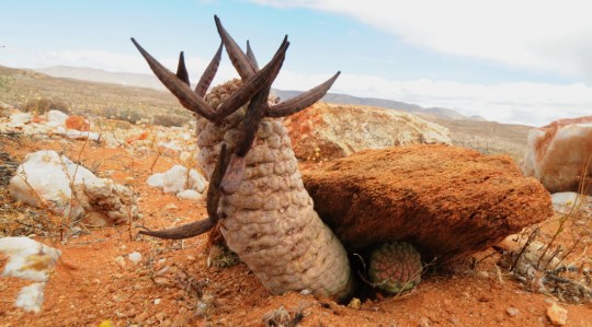S2704 - Larryleachia cactiforme