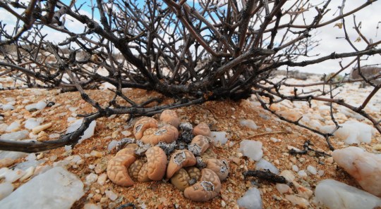 S2705 - Lithops marmorata elisea