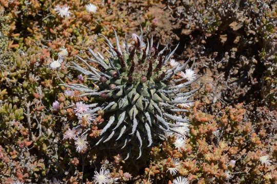 S2727 - Euphorbia schoenlandii