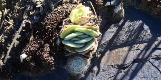 S2735 - Crassula barbata C tomentosa