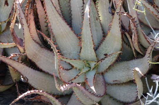 S2736 - Aloe sp