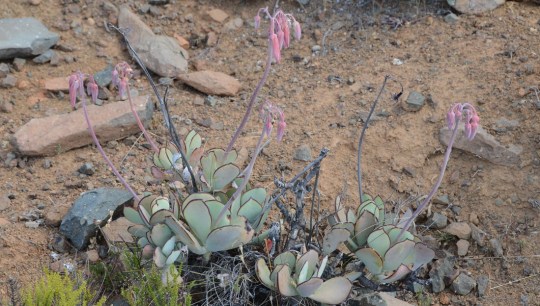 S2744 - Cotyledon sp