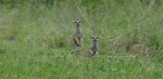 S2777 - roadside Meerkats