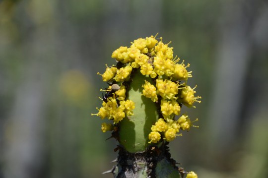 S2778 - Euphorbia sp