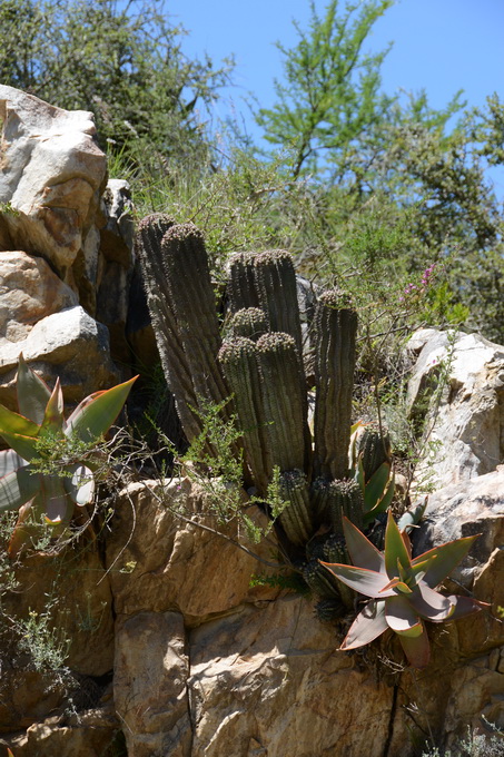 S2779 - Euphorbia polygona Aloe striata