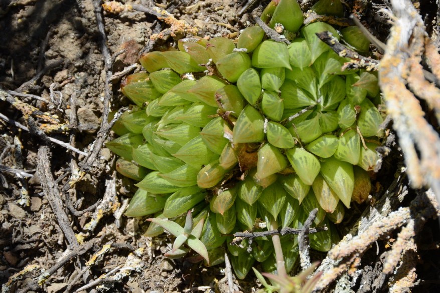 S2795 - Haworthia mucronata var morrisea sensu Bayer H sakaii sensu Breuer