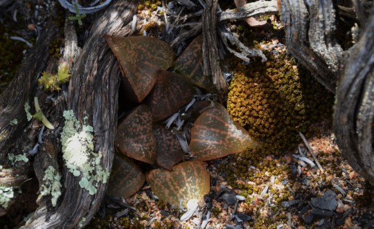 S2796 - Haworthia emelyae sensu Bayer Haworthia picta sensu Breuer