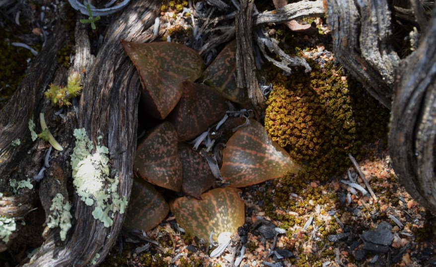 S2796 - Haworthia emelyae sensu Bayer Haworthia picta sensu Breuer